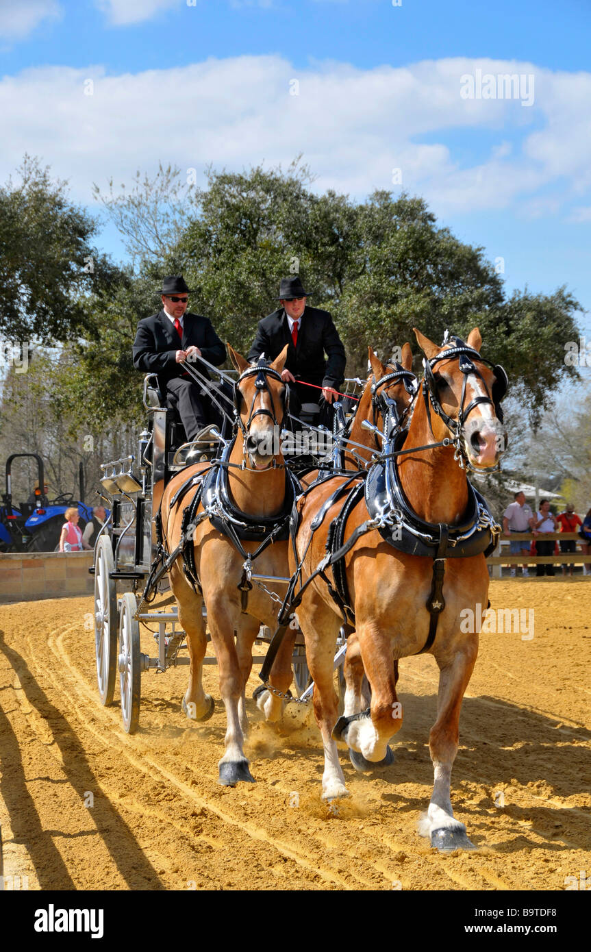 Chevaux belge avec Unicorn Attelage en exposition à Tampa Florida State Fairgrounds Banque D'Images