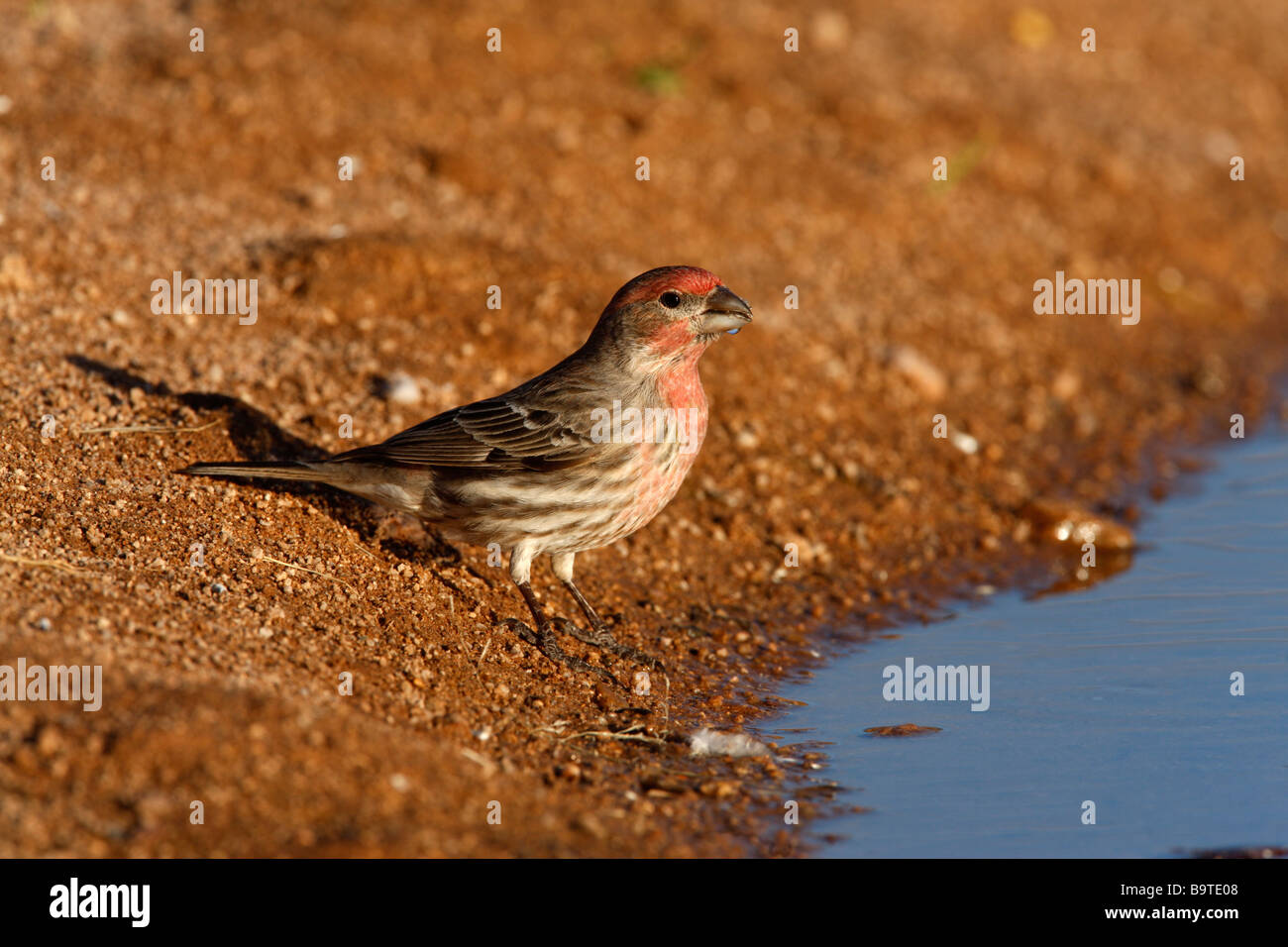 Roselin familier Carpodacus mexicanus homme hiver Arizona USA Banque D'Images