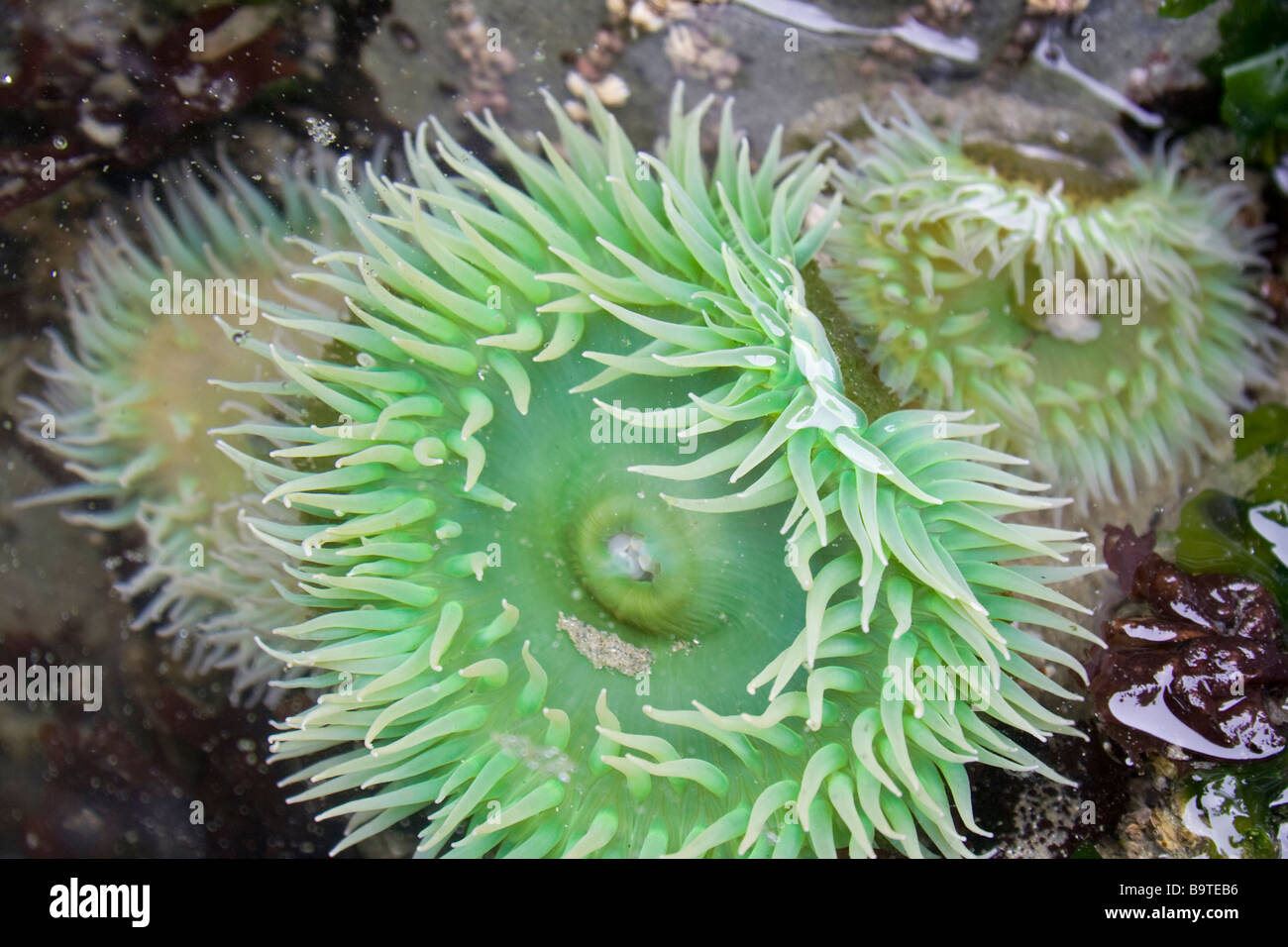 Anémone de mer vert géant Banque D'Images