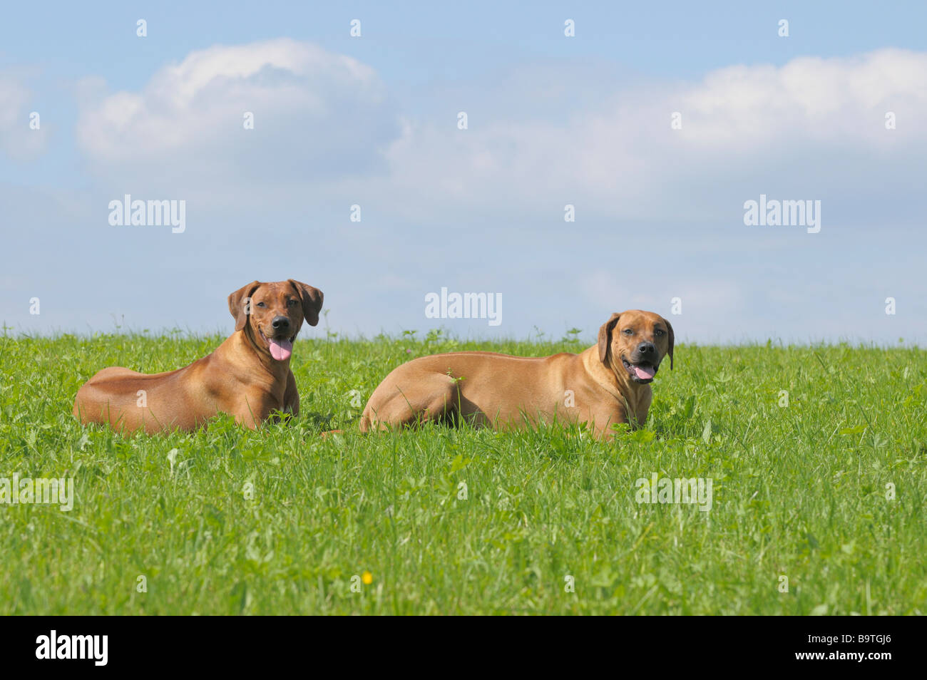 Un an chiens Rhodesian Ridgeback couchée dans un pré Banque D'Images