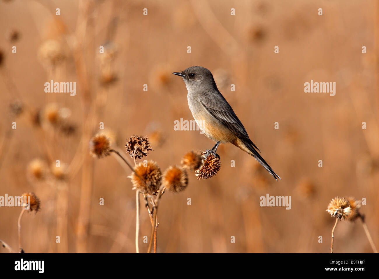 Dit phoebe Sayornis saya Nouveau Mexique USA winter Banque D'Images