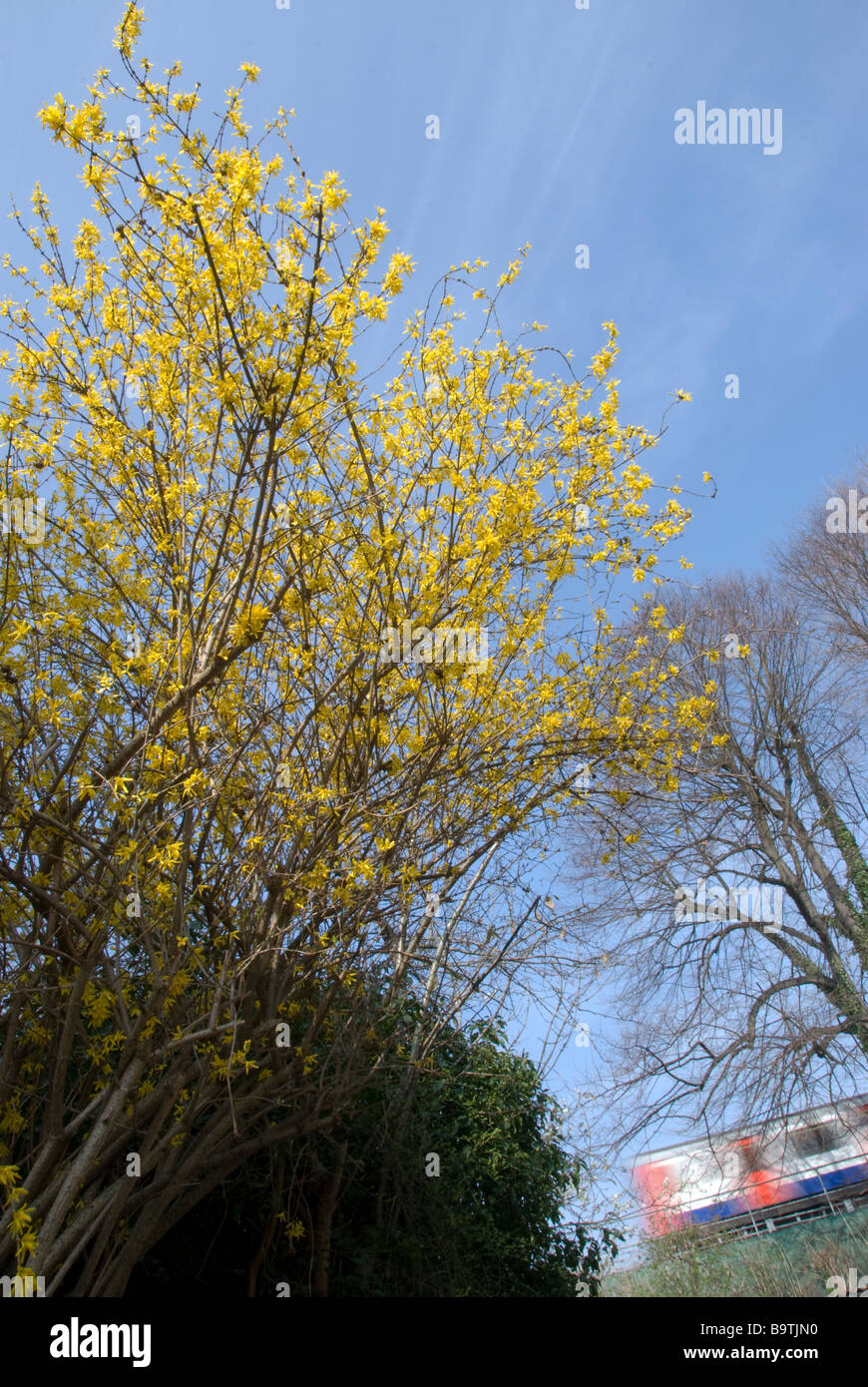 Fleur jaune et Londres en métro Banque D'Images