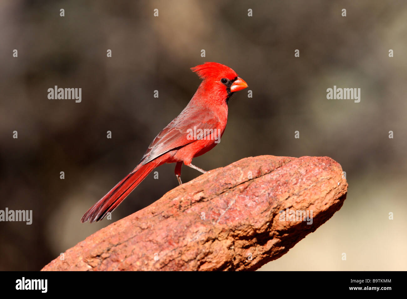 Cardinal rouge Cardinalis cardinalis Arizona USA winter Banque D'Images