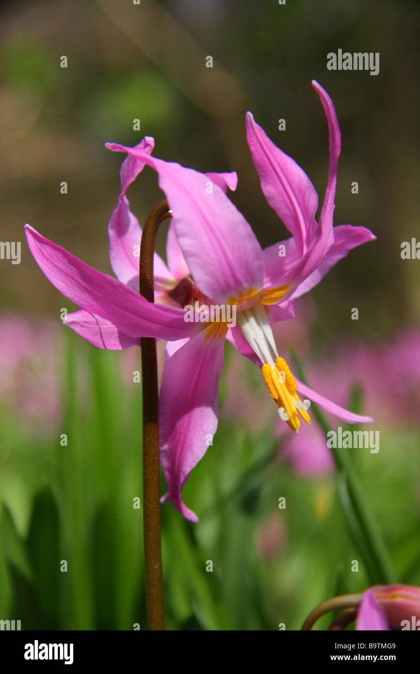 Erythronium Revolutum au château de Wemyss, Fife, Écosse Banque D'Images