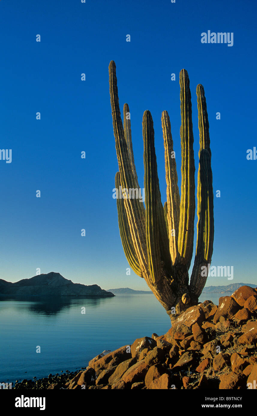 Cactus Cardon sur le rivage de la mer de Cortez Guardian Angel Island Baja California au Mexique Banque D'Images