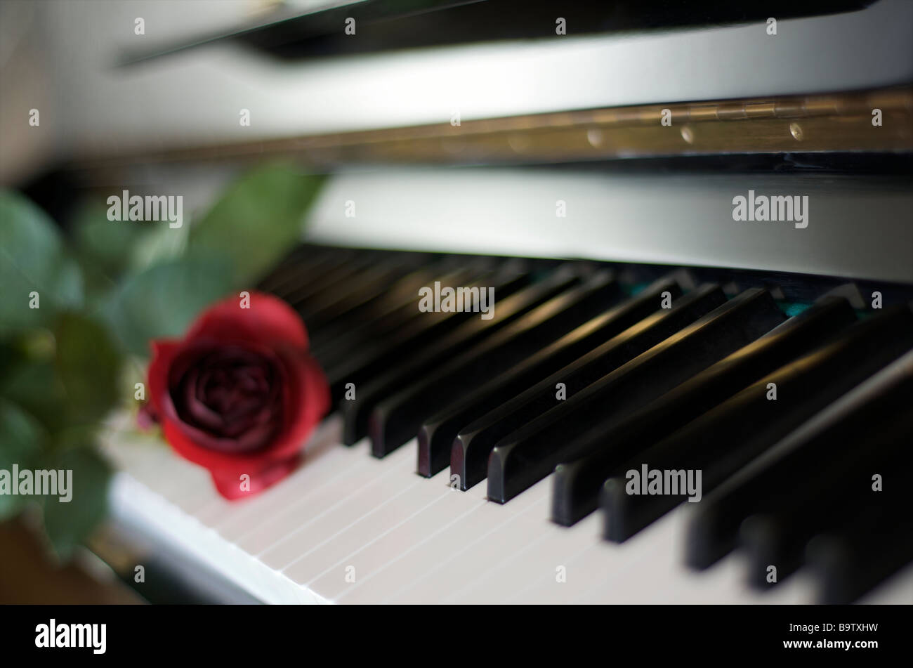 Touches de piano et rose Banque D'Images