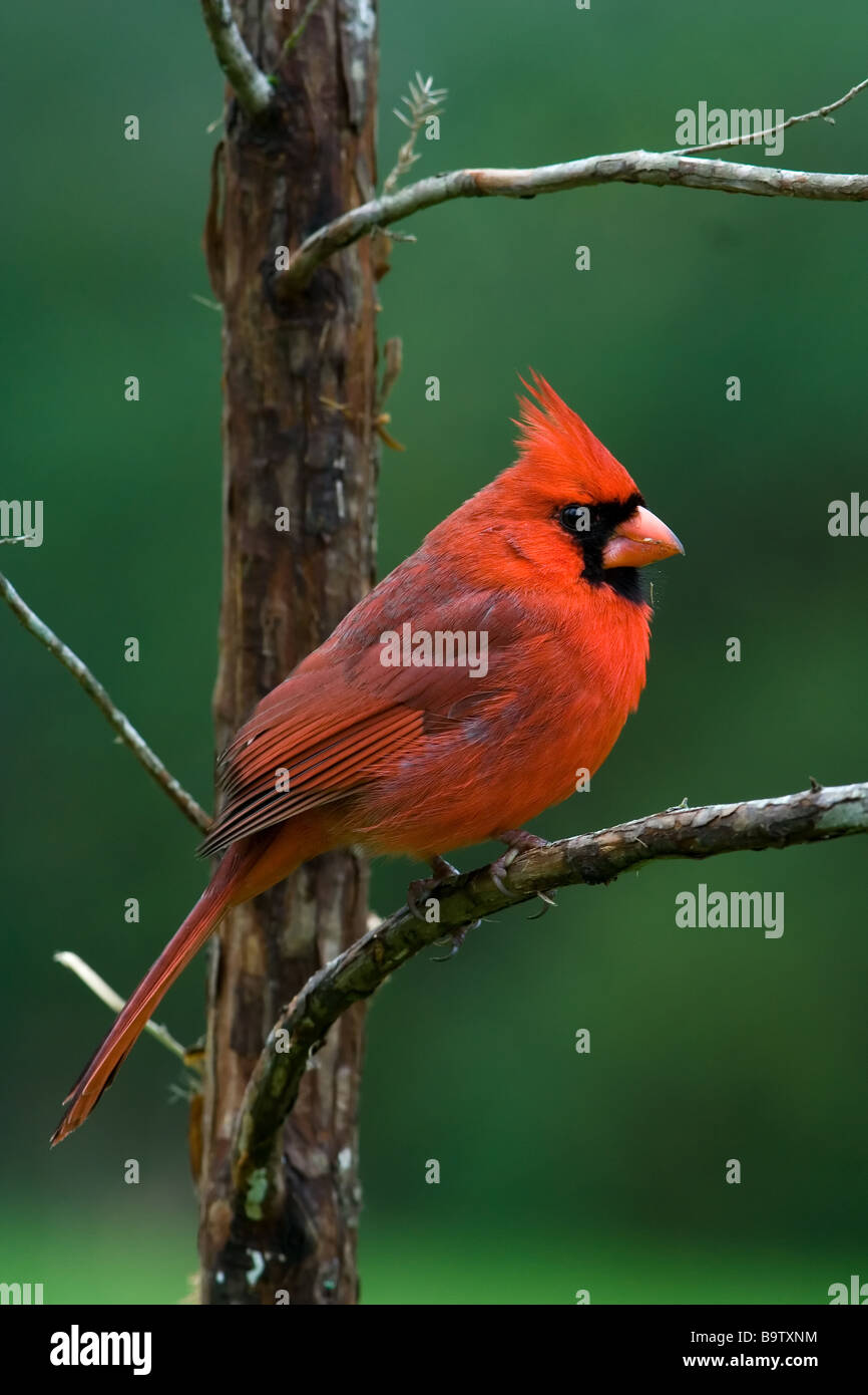 Le Cardinal rouge Cardinalis cardinalis mâle Banque D'Images