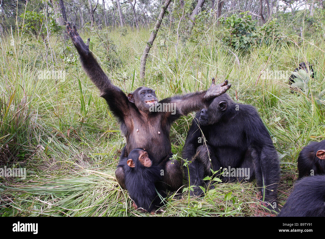 Chimpanzé (Pan troglodytes), groupe de jeunes Banque D'Images