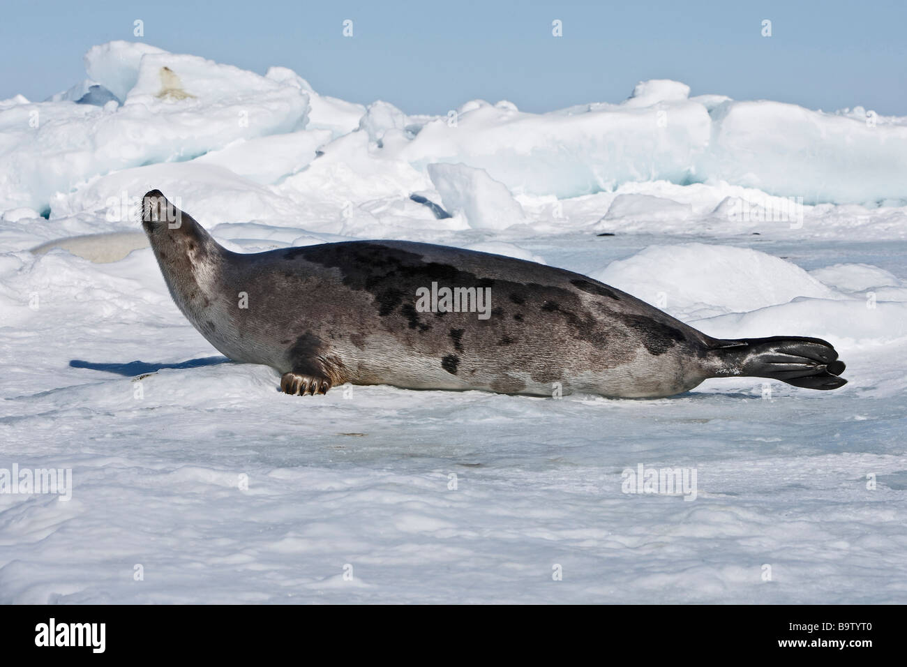 Le phoque du Groenland (Pagophilus groenlandicus), adulte de sexe féminin sur la glace Banque D'Images