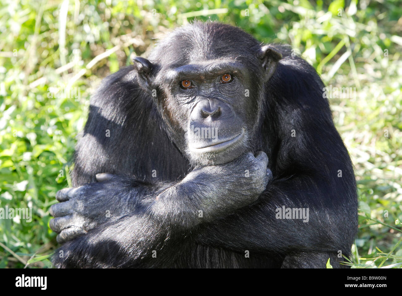 Chimpanzé (Pan troglodytes) assis sur le sol tout en regardant dans l'appareil photo Banque D'Images