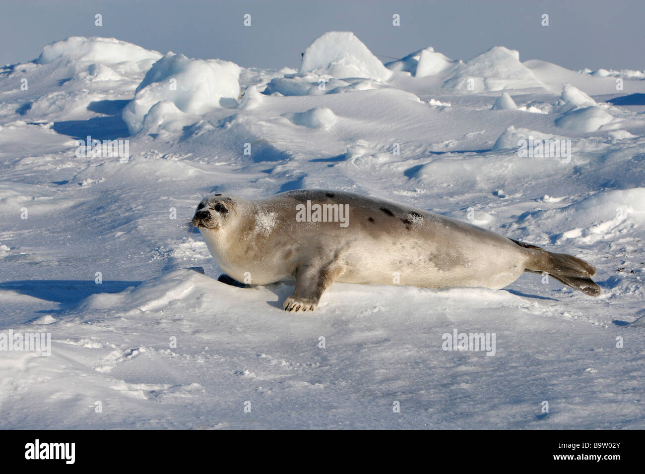 Le phoque du Groenland (Pagophilus groenlandicus), adulte de sexe féminin sur la glace Banque D'Images