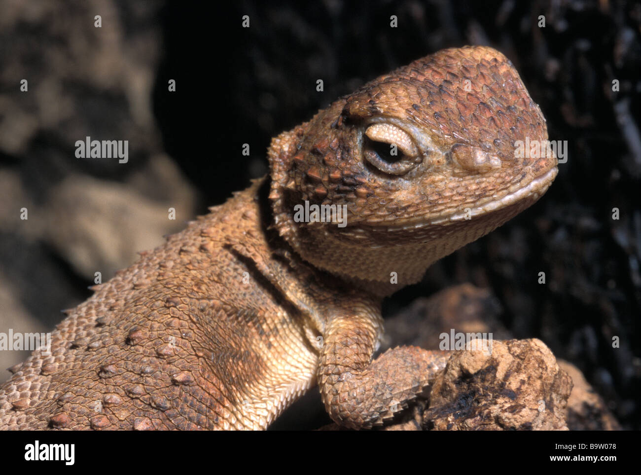Gibber Earless Dragon Tympanocryptis intima, Australie, Agamidae Banque D'Images
