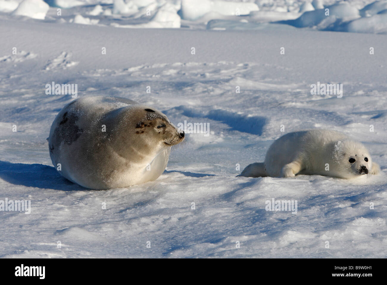 Le phoque du Groenland (Pagophilus groenlandicus), la mère et les jeunes sur la glace Banque D'Images