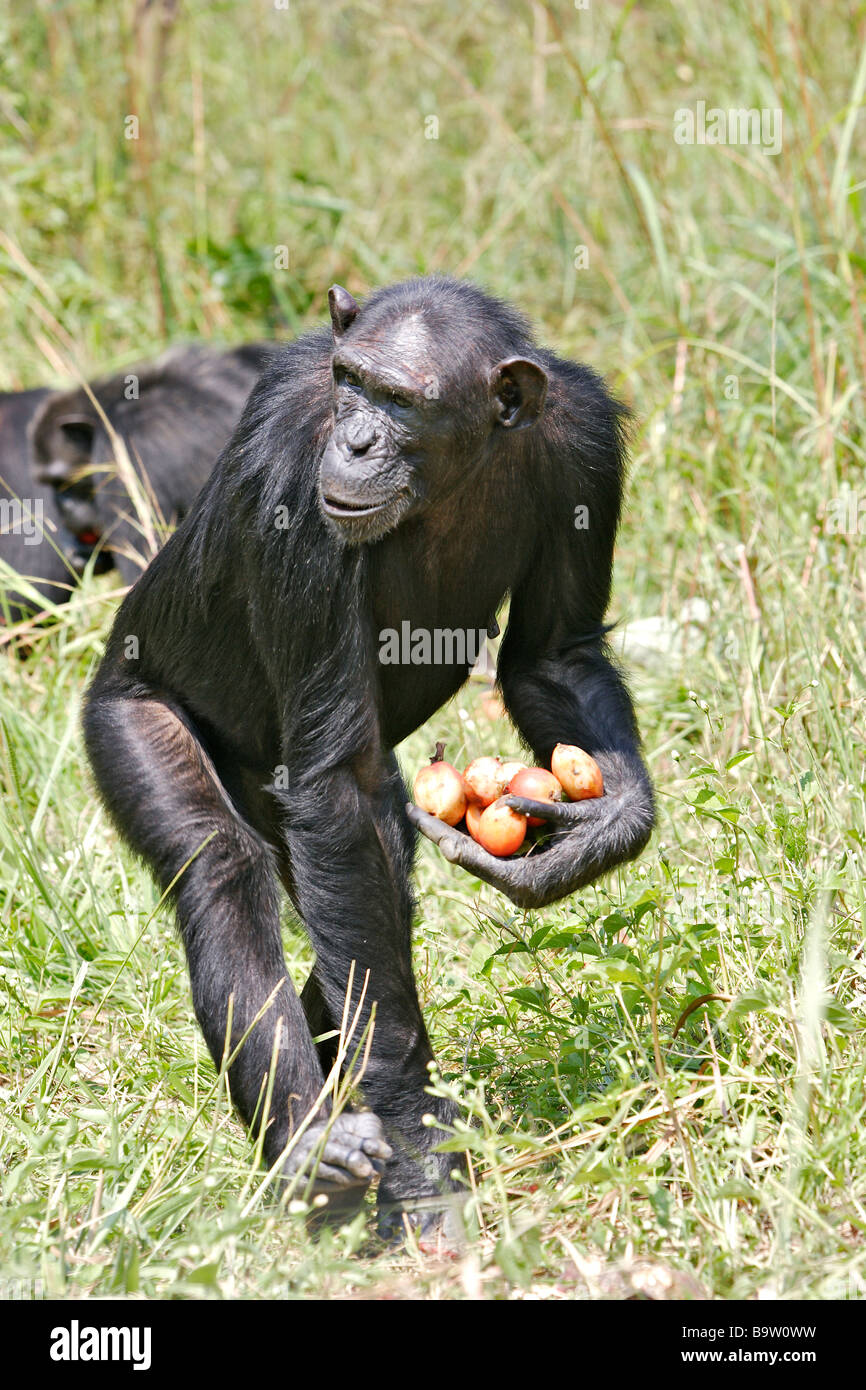 Chimpanzé (Pan troglodytes), transportant des fruits dans une part Banque D'Images