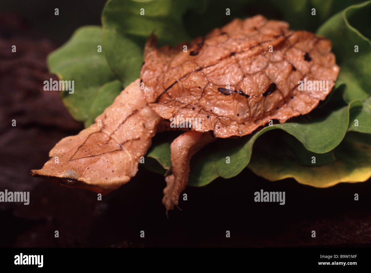 Chelus fimbriatus Banque D'Images