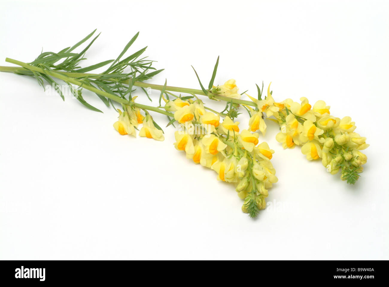 Plantes médicinales leinkraut flachskraut toadflax Linaria vulgaris linaire jaune Banque D'Images