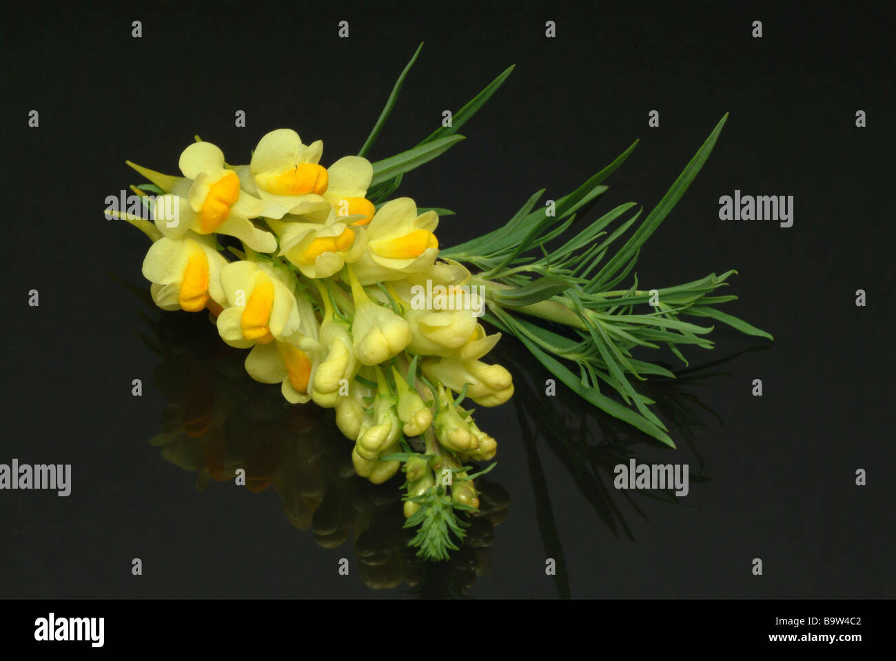 Plantes médicinales leinkraut flachskraut toadflax Linaria vulgaris linaire jaune Banque D'Images