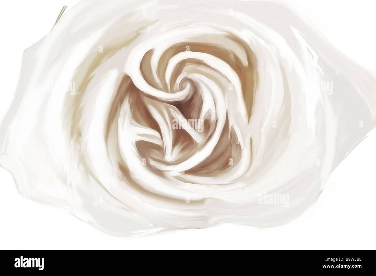 Dessin de White Rose Banque D'Images