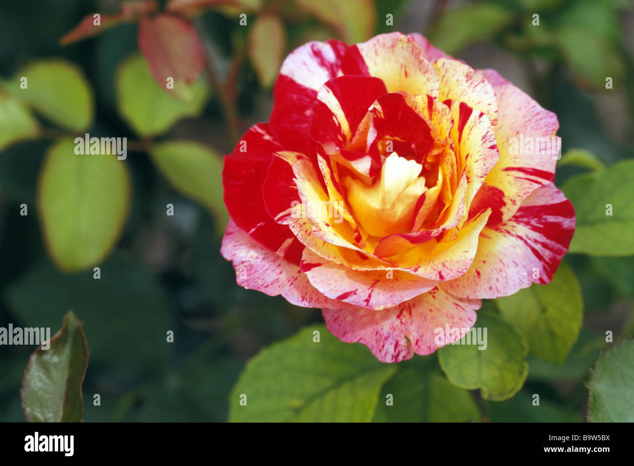 Rose (Rosa sp.), la variété : Camille Pissarro, Nation Arc-en-ciel, fleur, studio photo Banque D'Images