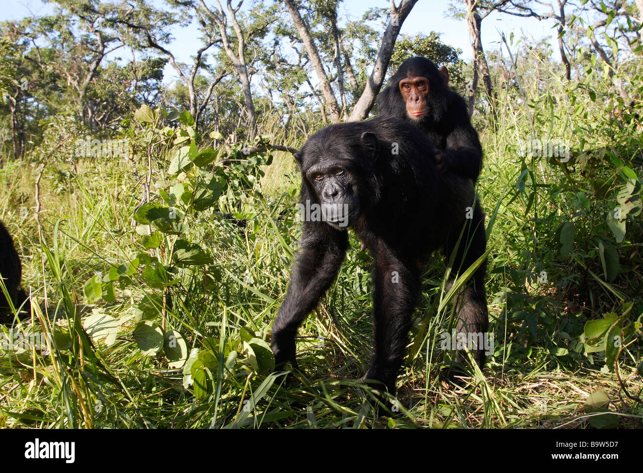 Chimpanzé (Pan troglodytes), jeune mère portant sur son dos Banque D'Images