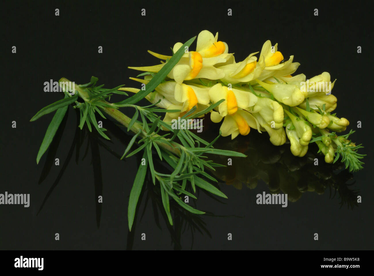 Plantes médicinales leinkraut flachskraut toadflax Linaria vulgaris linaire jaune Banque D'Images
