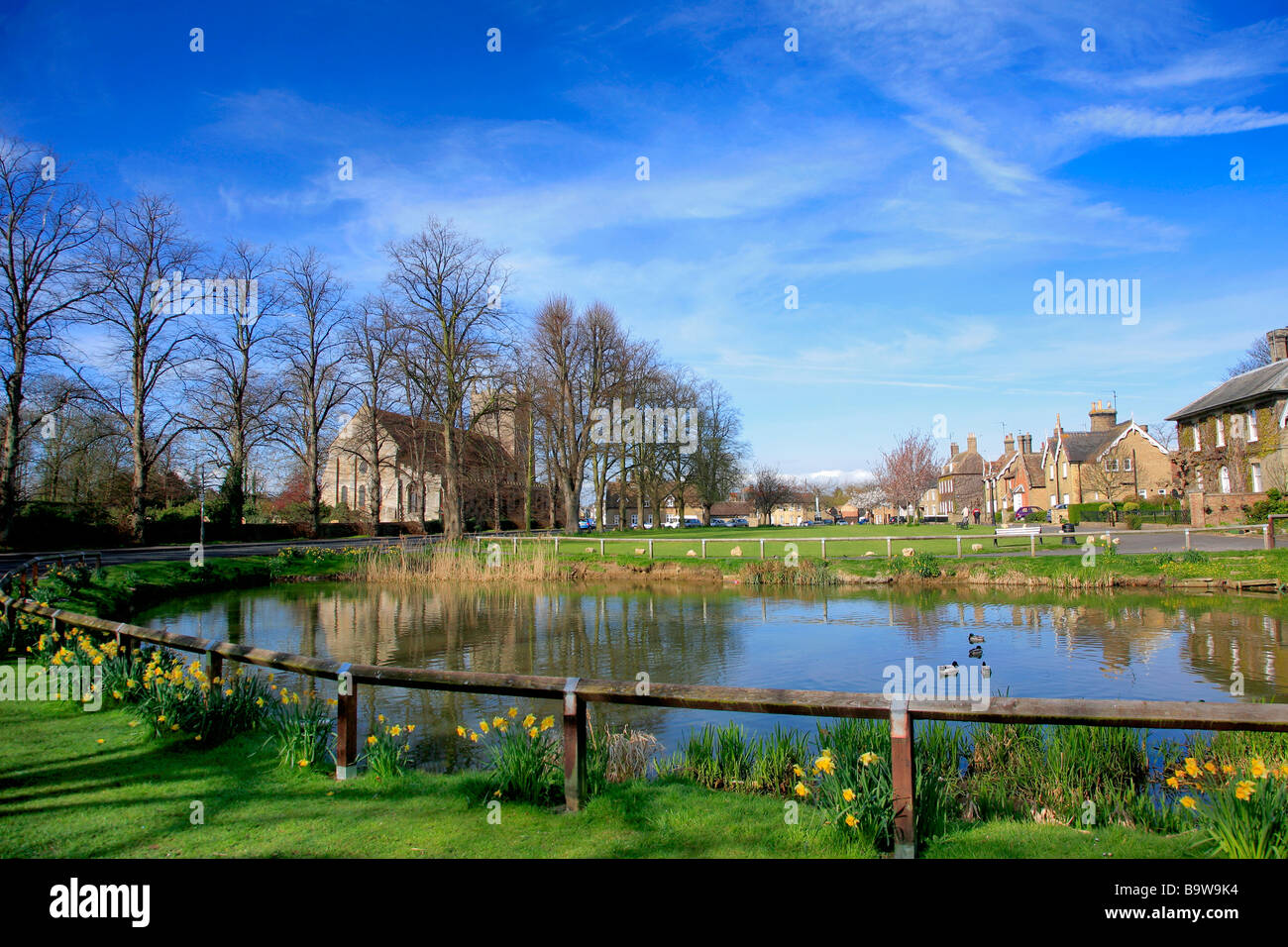 Jonquilles Printemps Duck Pond Village Green Ramsey Comté de Cambridgeshire Angleterre Grande-bretagne UK Banque D'Images