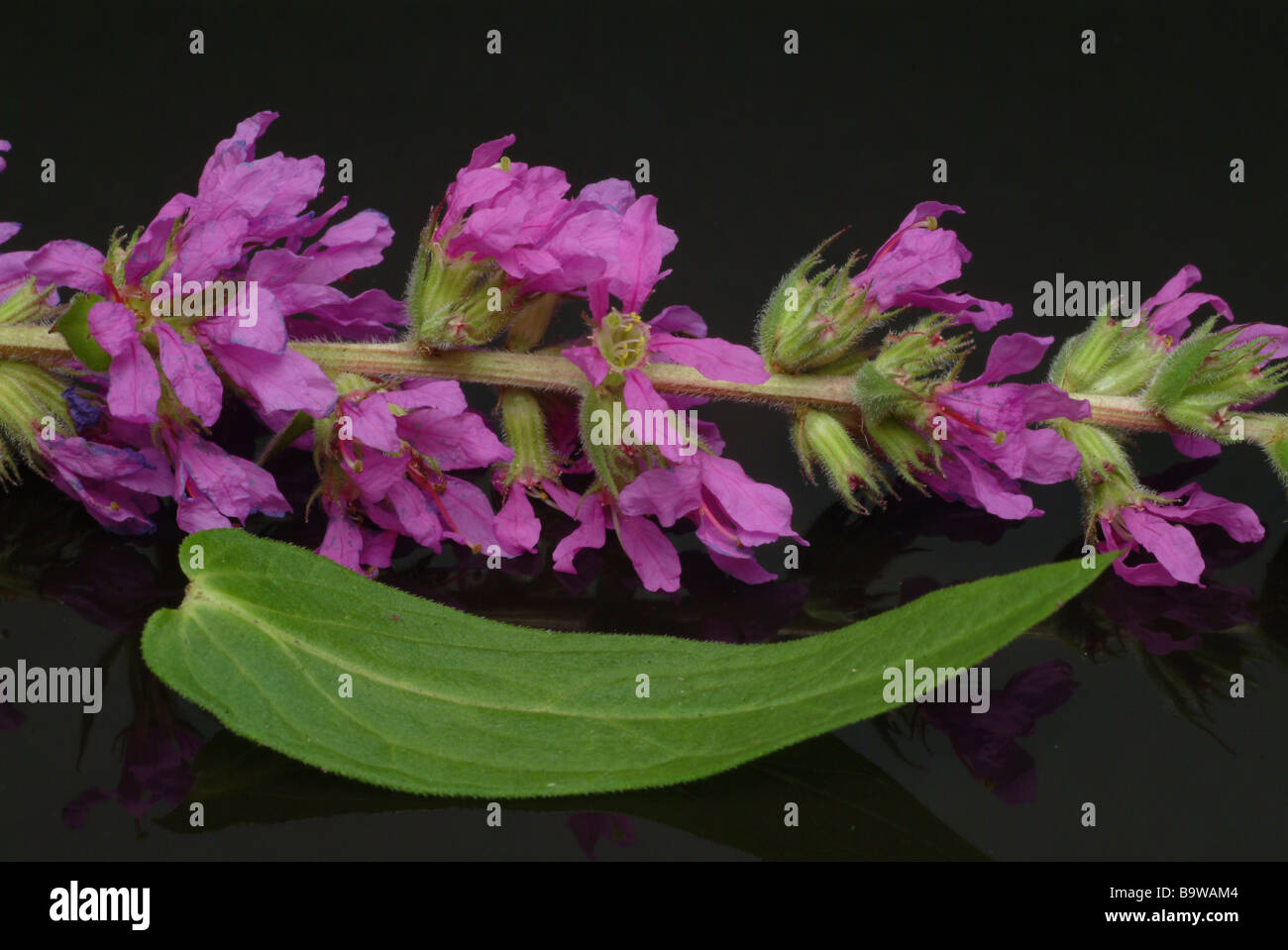 Plantes médicinales Blutweiderich salicaire salicaire Lythrum salicaria Banque D'Images