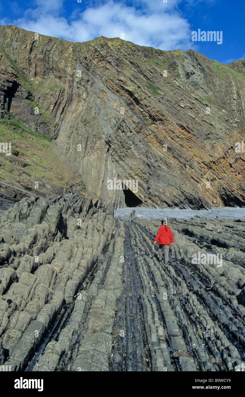 Les roches plissées et faillées à Hartland Quay 320 millions d'années les roches du Carbonifère au nord ouest de l'Angleterre, Devon Banque D'Images