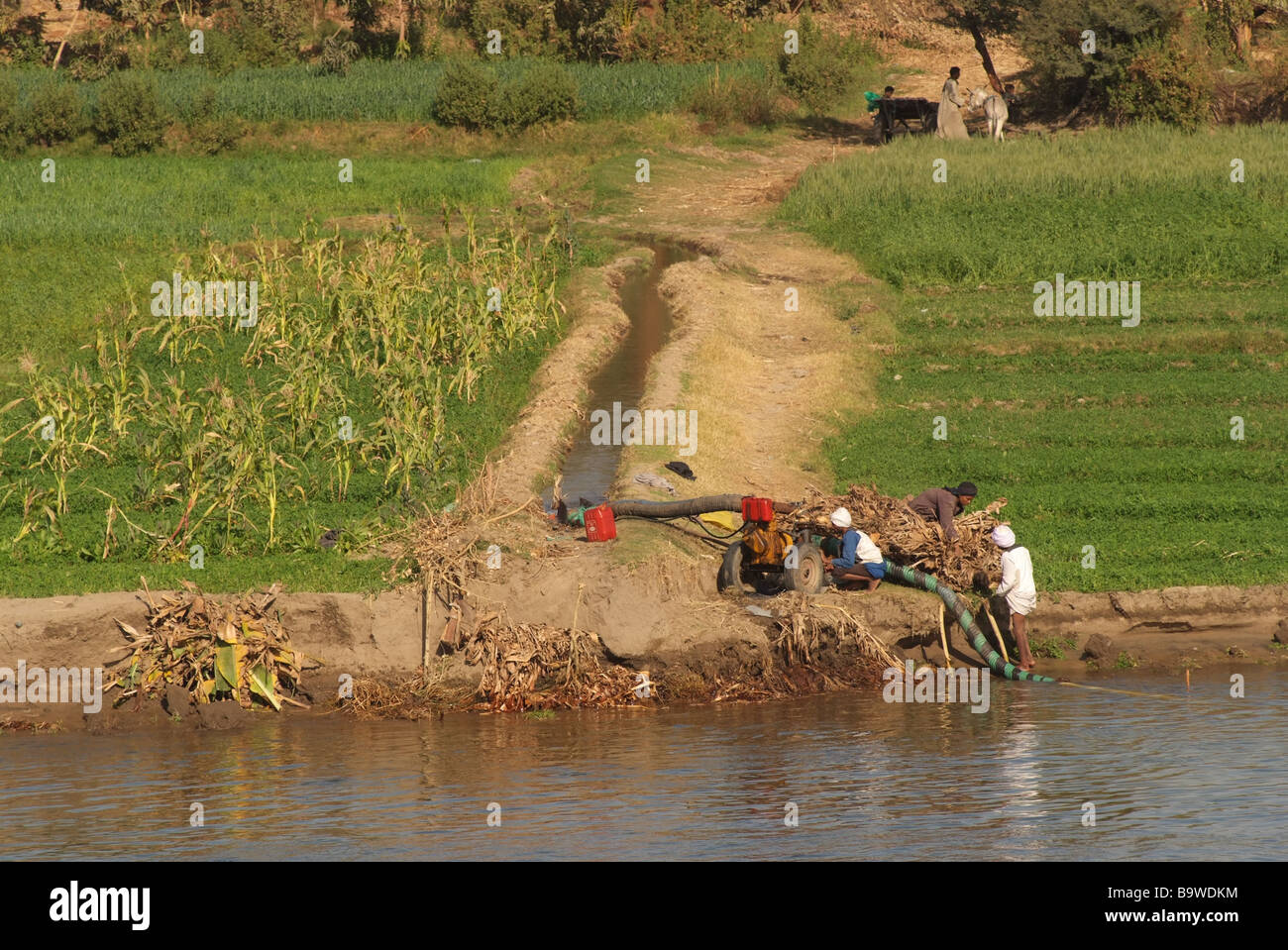 Egypte Nil Un système d'irrigation pompe l'eau du Nil à la terre ferme Banque D'Images