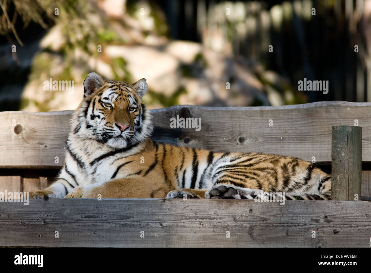 Tigre de Sibérie (Panthera tigris altaica) Banque D'Images