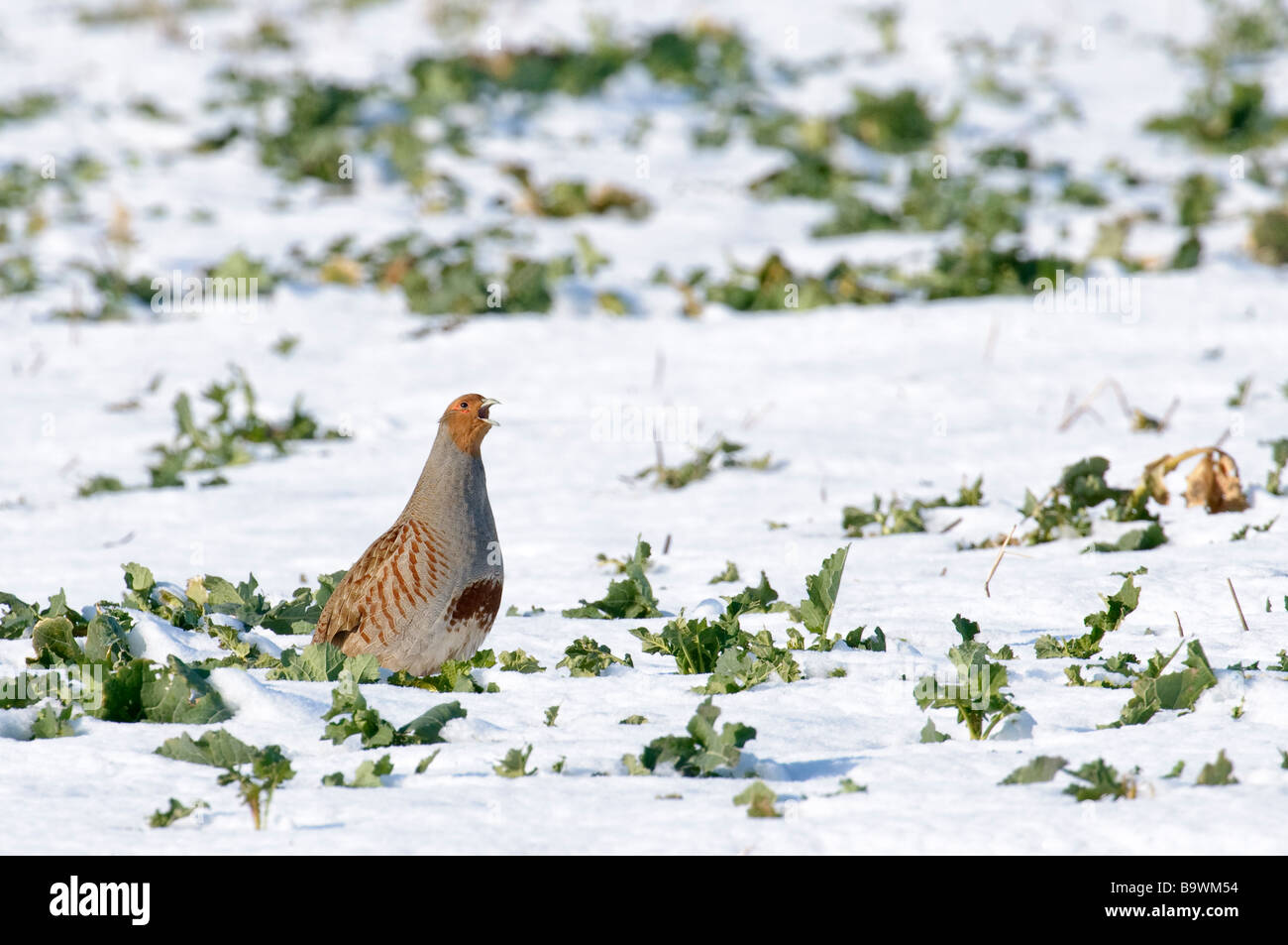 La perdrix grise Perdix perdix mâle en champ brassica dans la neige Février Hertfordshire Banque D'Images