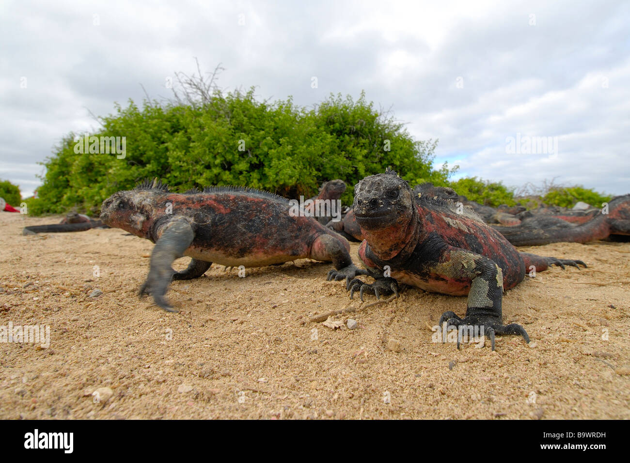 Rencontre avec iguanes marins Banque D'Images