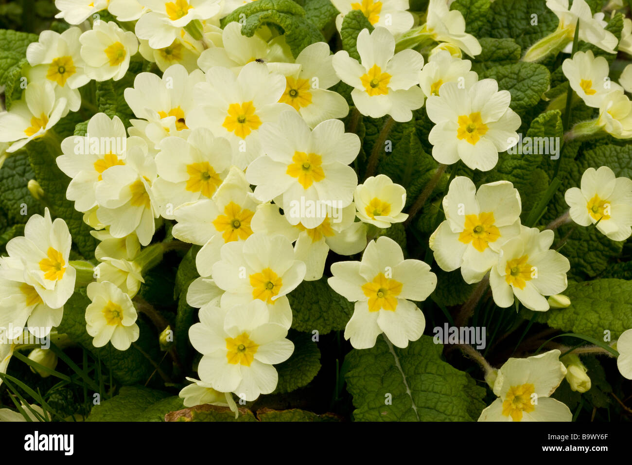 Primevères sauvages Primula vulgaris en fleur au printemps Dorset Banque D'Images