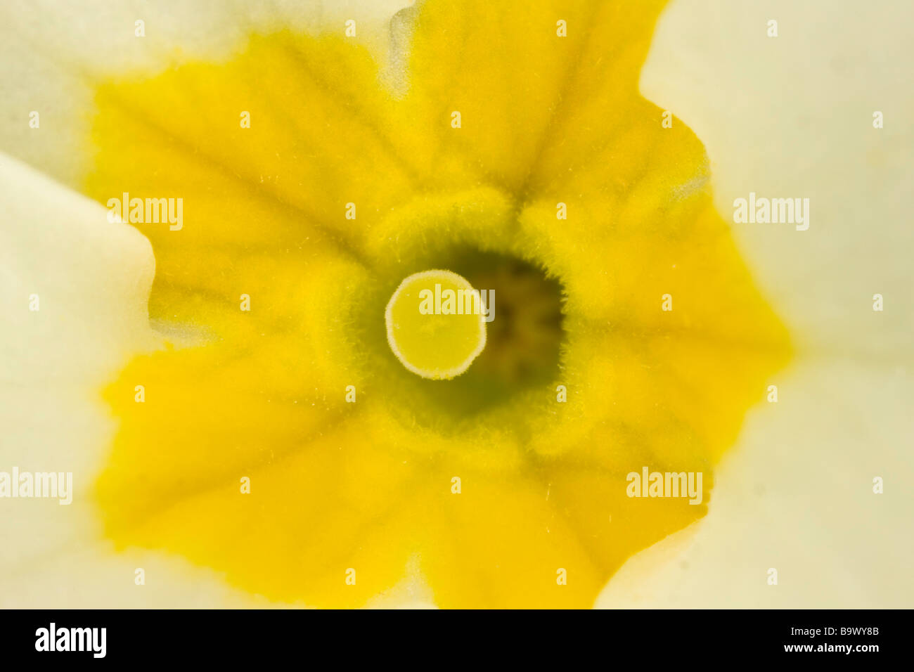 Close up of centre de Primrose Primula vulgaris fleur broche montrant l'adaptation de l'aide de Centre aux yeux de la pollinisation croisée Printemps Banque D'Images