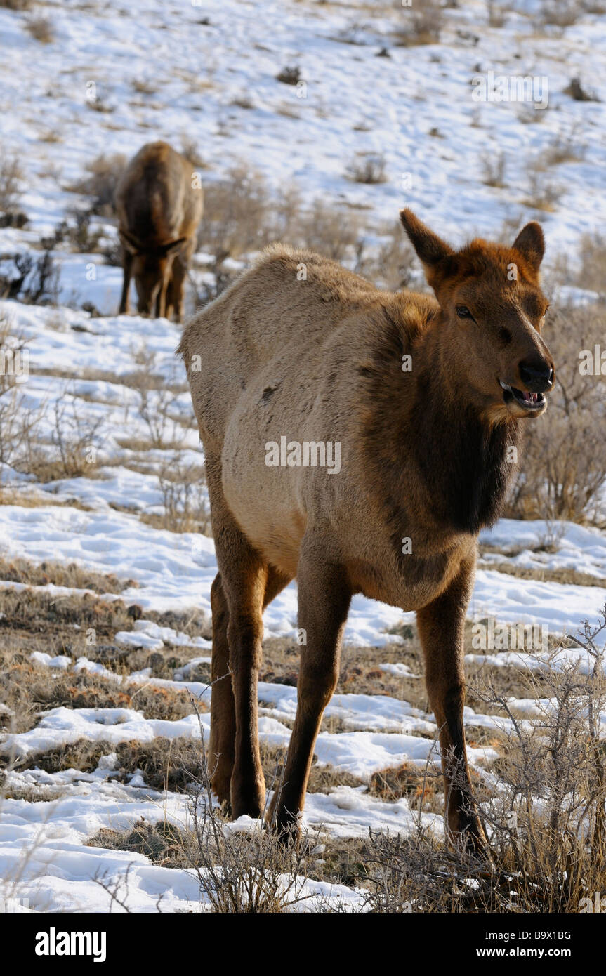 Elk femelle dans les prairies de pâturage hills Gardiner Montana près de Yellowstone Park Banque D'Images