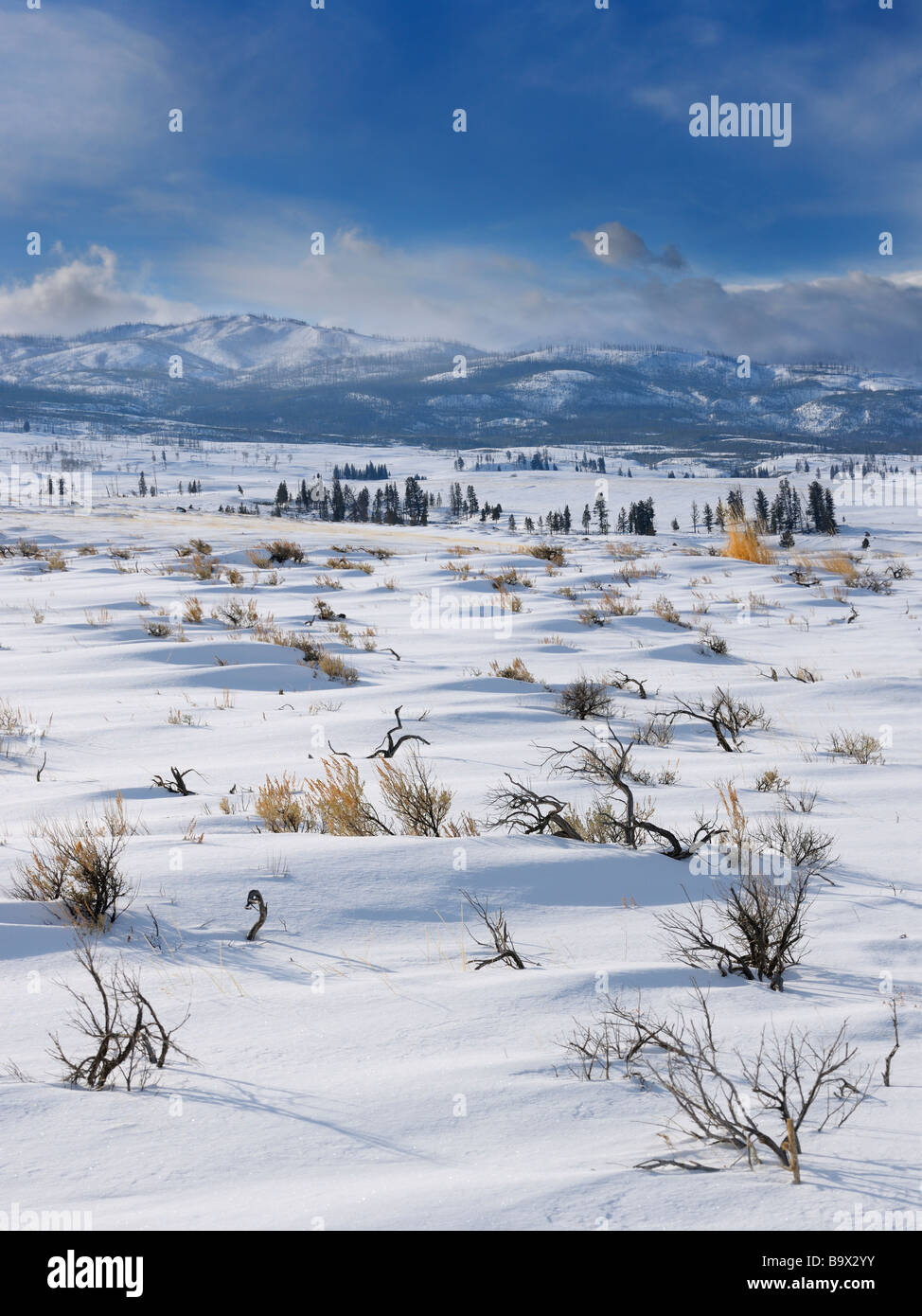 Sur le plateau d'Armoise Blacktail Deer en hiver avec Washburn plage dans le Parc National de Yellowstone Banque D'Images