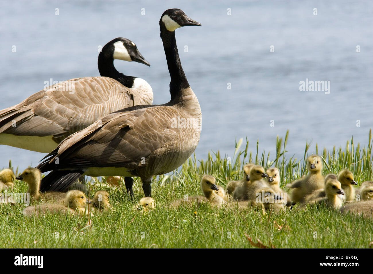 Les Bernaches du Canada à Sacajawea State Park, Washington Banque D'Images