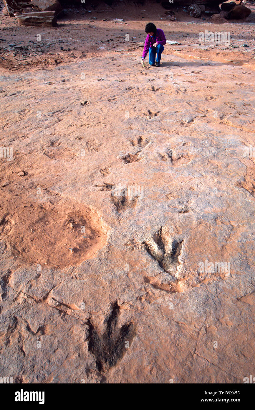 Traces de dinosaures fossiles exposés dans le désert peint près de Cameron à la réserve indienne de Navajo en Arizona Banque D'Images
