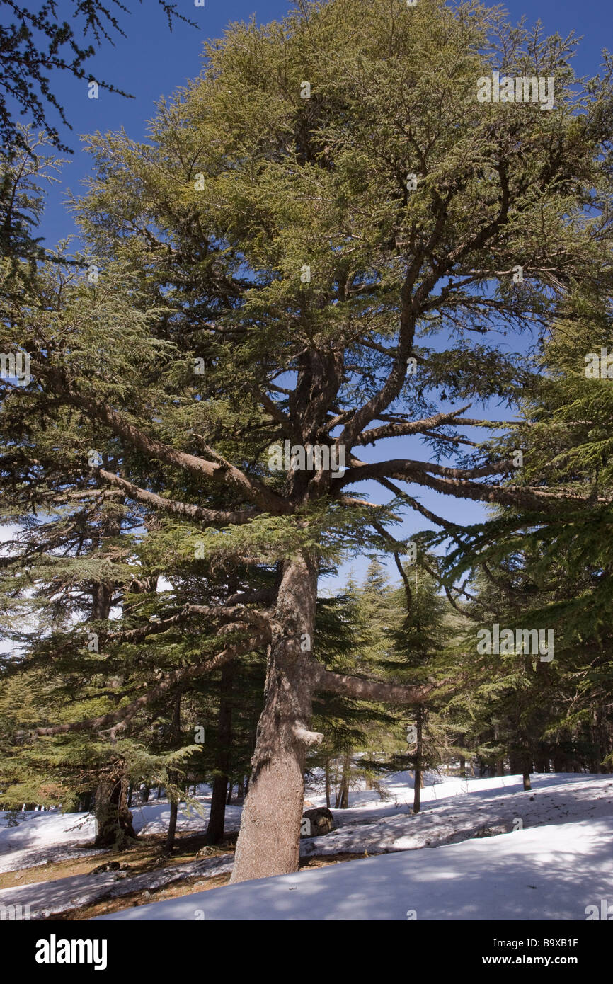 Forêt de Cèdres de l'Atlas Cedrus atlantica dans le Moyen Atlas Maroc Banque D'Images
