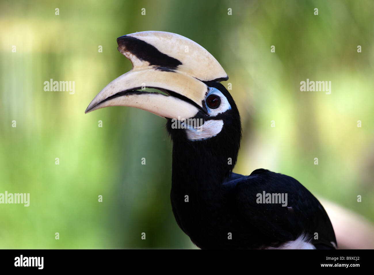 Close up of Oriental sauvage Pied Hornbill Banque D'Images