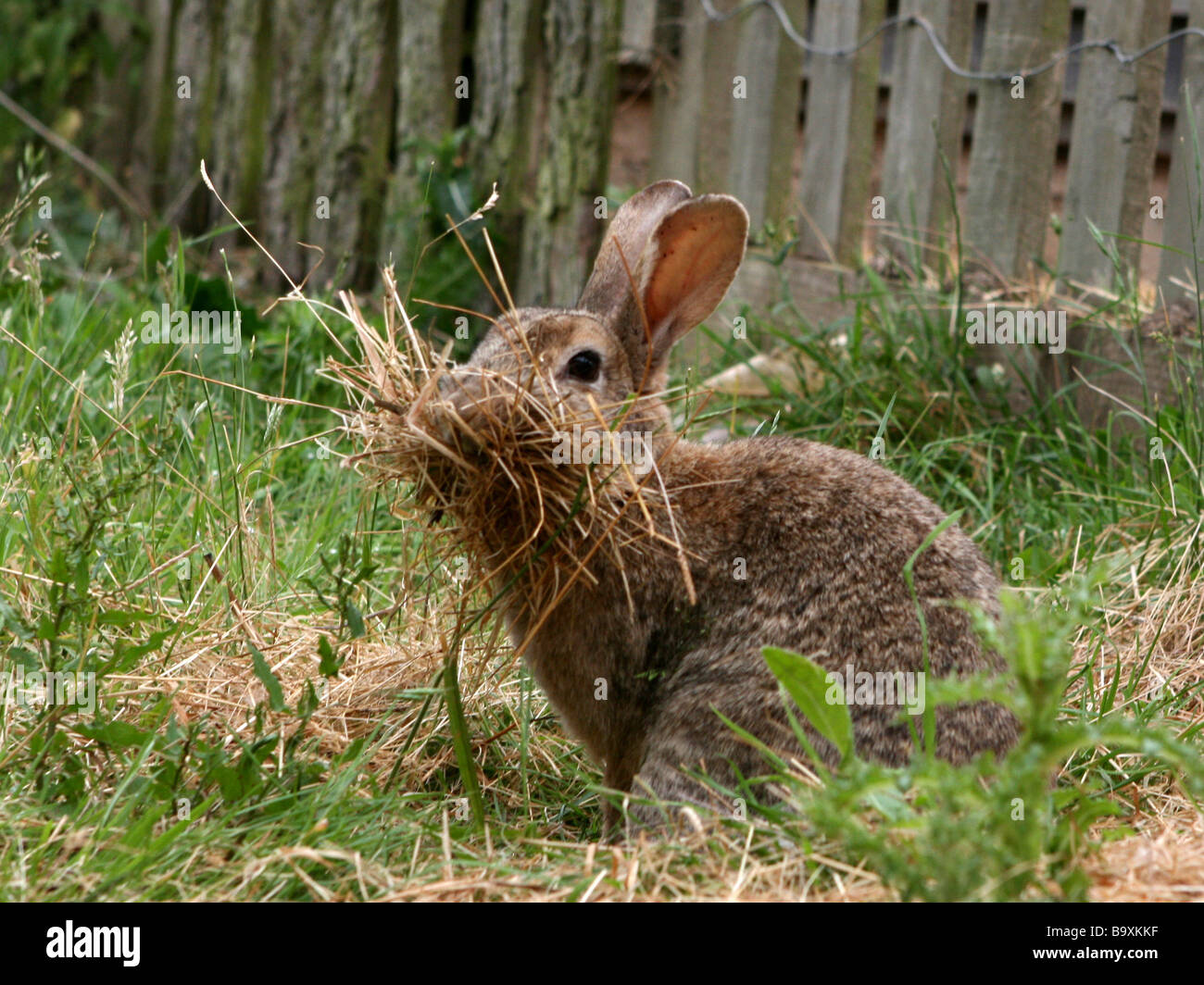 Un lapin sauvage - construction d'un nid de ponte. Banque D'Images