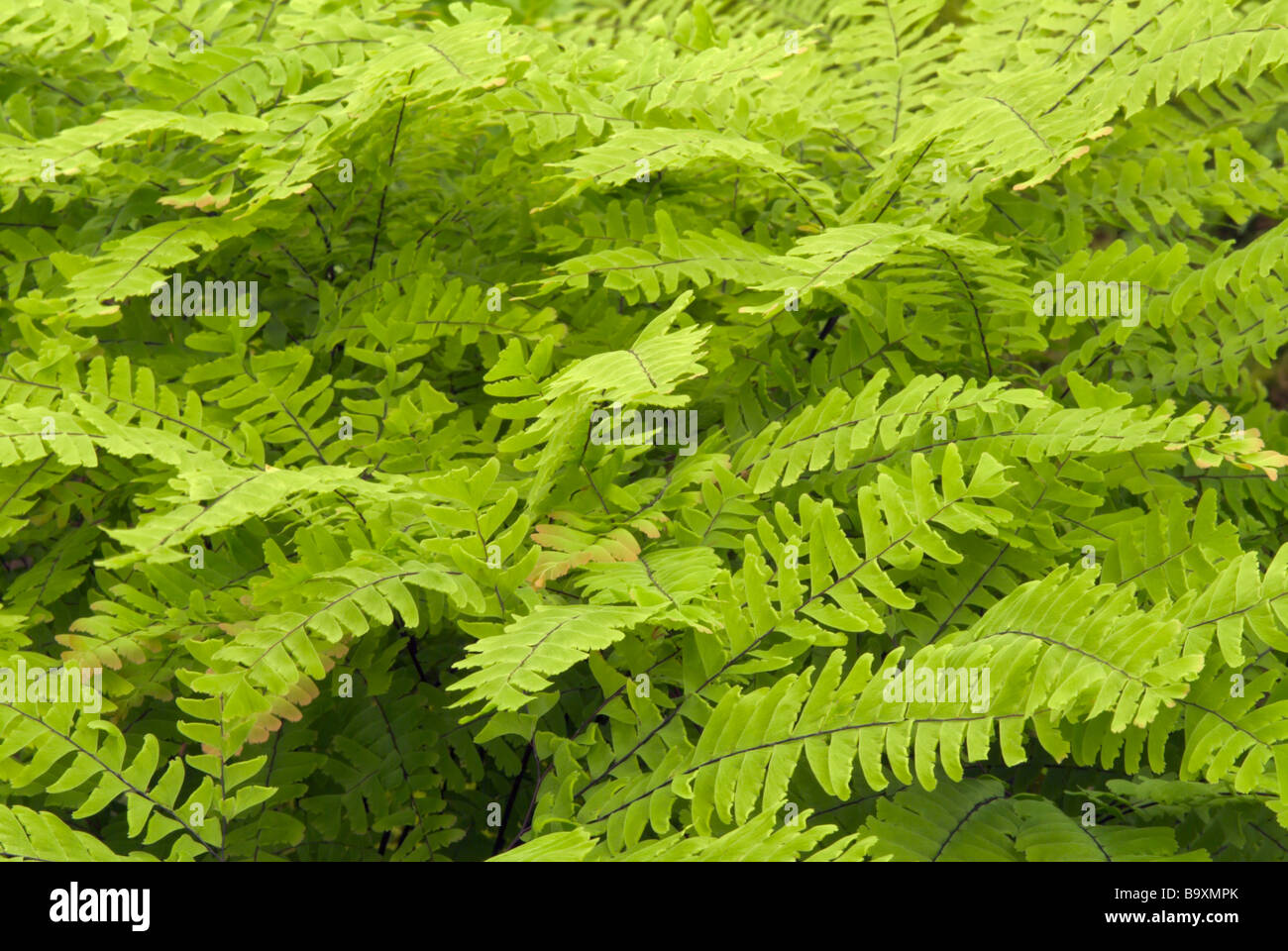 ADIANTUM pedatum adiante du Canada de l'Est ; Banque D'Images