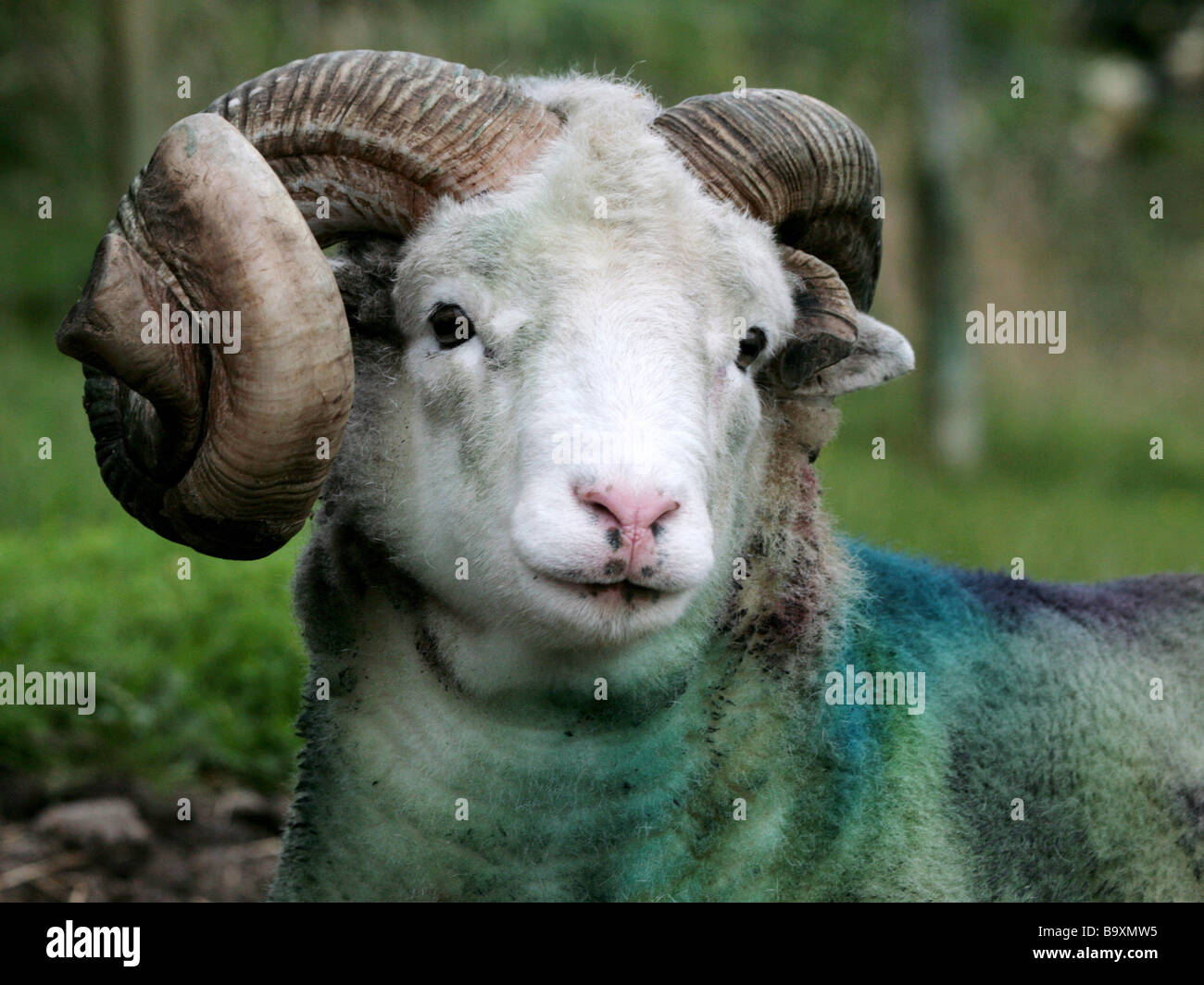 Un bélier qui a été coloré, peint une brebis. Banque D'Images