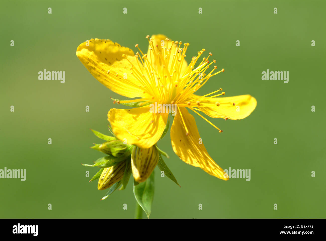 Les fleurs de la plante médicinale Johanniskraut Blutkraut Johanniswurz Hartheu Tüpfel Saint John s Millepertuis Hypericum perforatum Banque D'Images