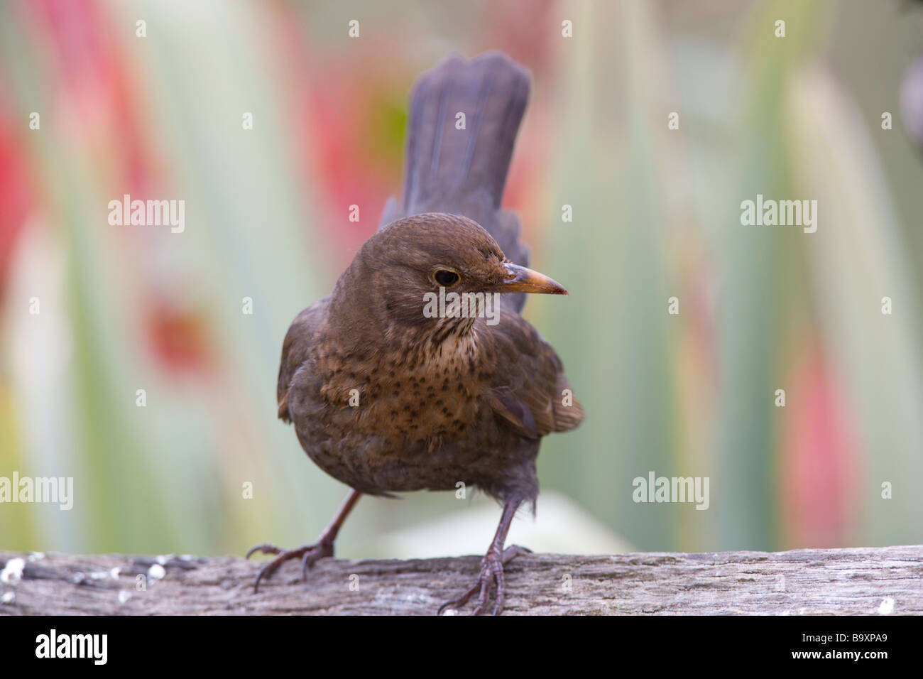 Oiseau Noir femelle Turdus merula Turdidae Banque D'Images