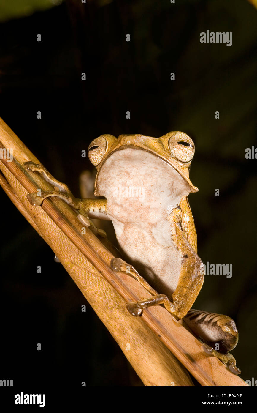 Hibou Fichier Tree Frog Polypedates otilophus Danum Valley Conservation Sabah Bornéo Banque D'Images