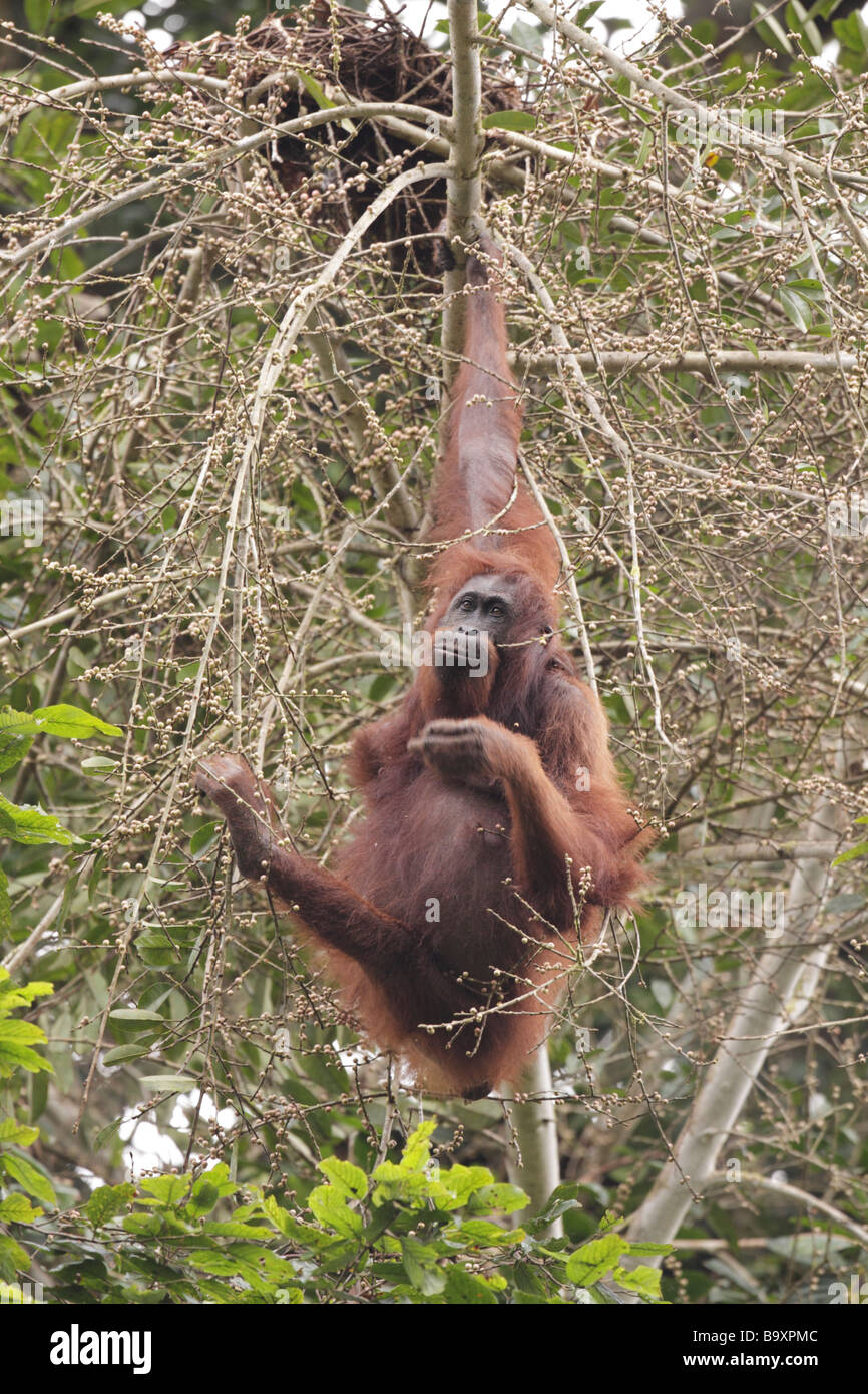 L'orang-outan femelle sauvage en quête de Danum Valley Conservation Sabah Bornéo Banque D'Images