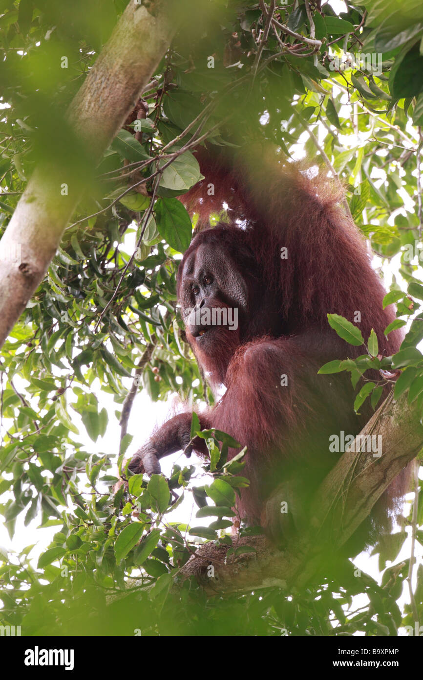 Un homme sauvage Orang utan Danum Valley Conservation Sabah Bornéo Banque D'Images