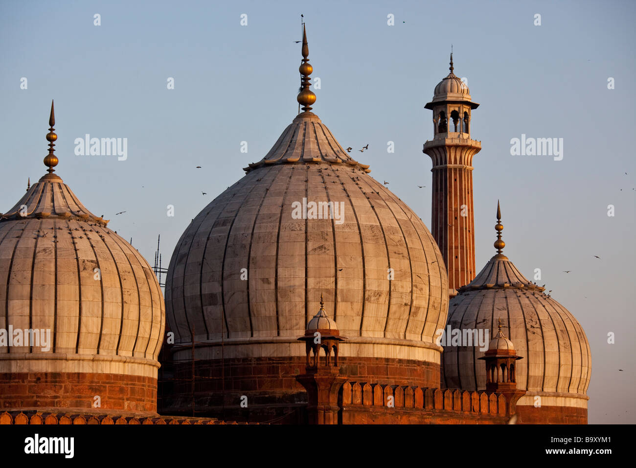 Dômes de la mosquée Jama Masjid ou vendredi dans Old Delhi Inde Banque D'Images