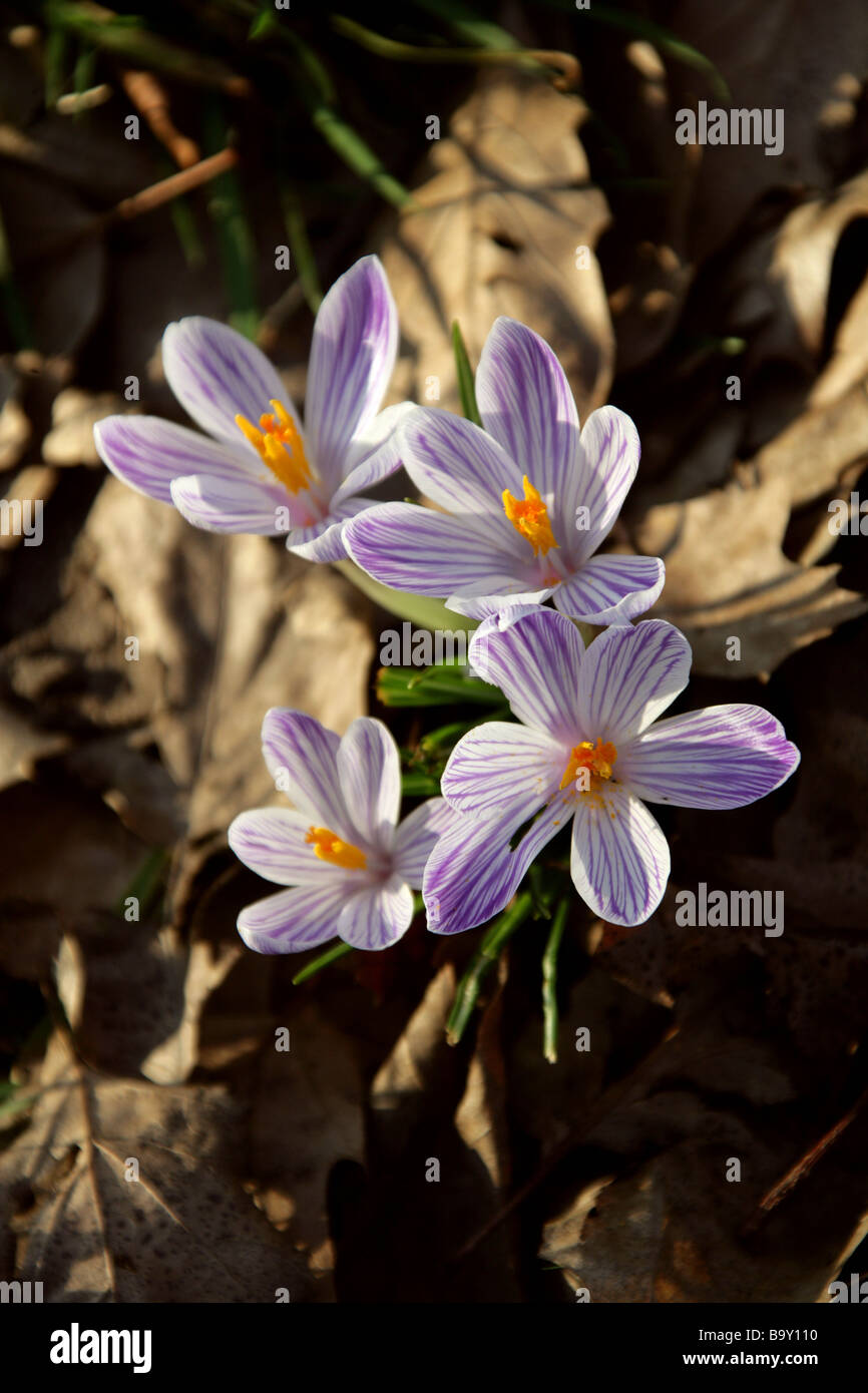 Les Crocus blanc à rayures violettes, Crocus vernus 'Pickwick', Crocoideae, Iridaceae Banque D'Images